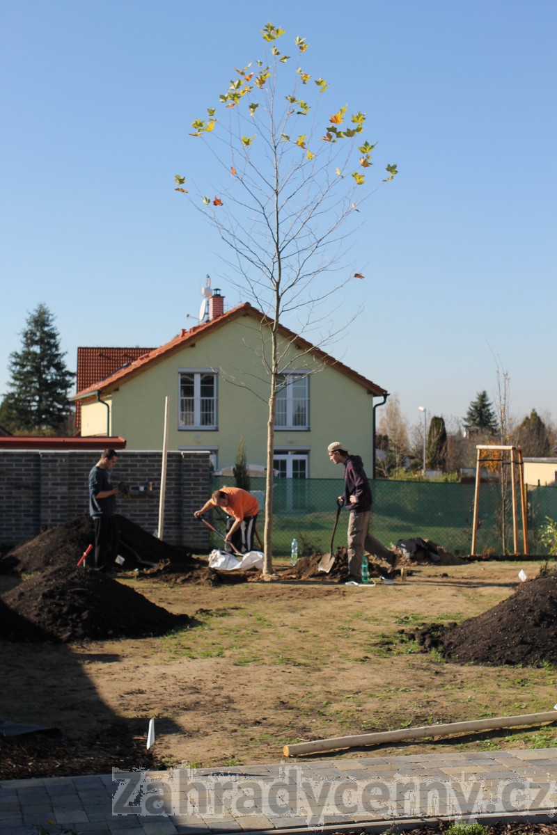 Výsadba vrostlého balového stromu - Ohrobec